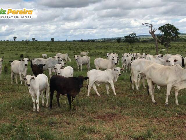 Fazenda para Venda em Ribas do Rio Pardo - 4