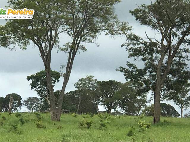 Fazenda para Venda em Ribas do Rio Pardo - 5