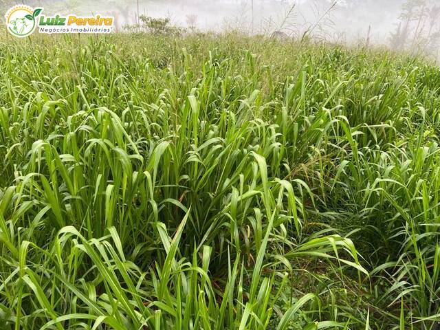 #2848 - Fazenda para Venda em Itupiranga - PA - 3