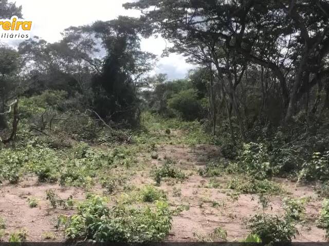 #2849 - Fazenda para Venda em Alvorada do Gurguéia - PI - 3