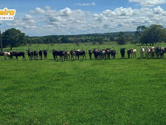 Fazenda para Venda em Paraíso das Águas - 4