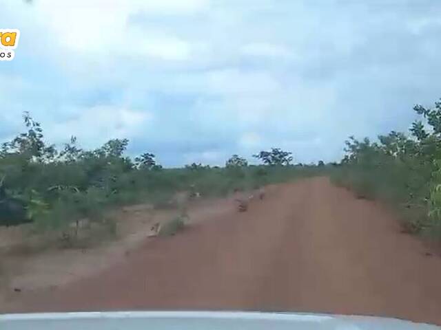 Fazenda para Venda em Fernando Falcão - 5