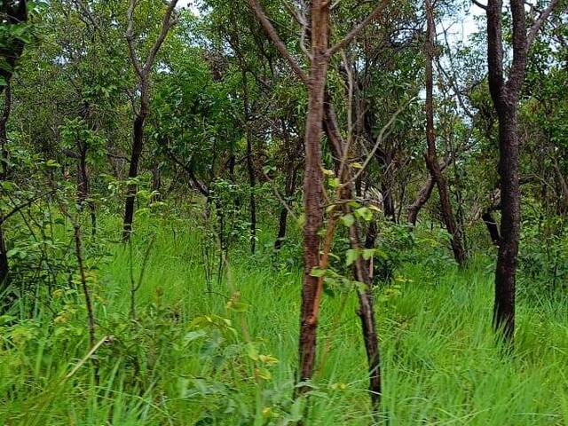 #2856 - Fazenda para Venda em São Domingos do Azeitão - MA - 3