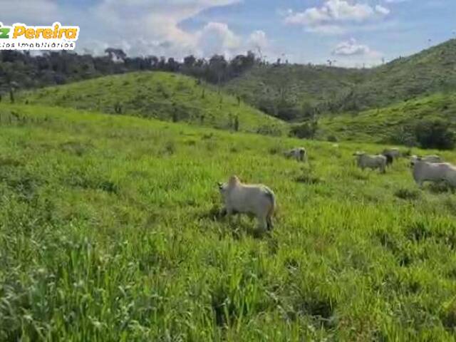 #2865 - Fazenda para Venda em Pacajá - PA - 3