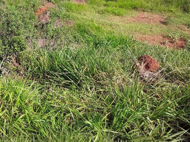 Fazenda para Venda em Sonora - 4