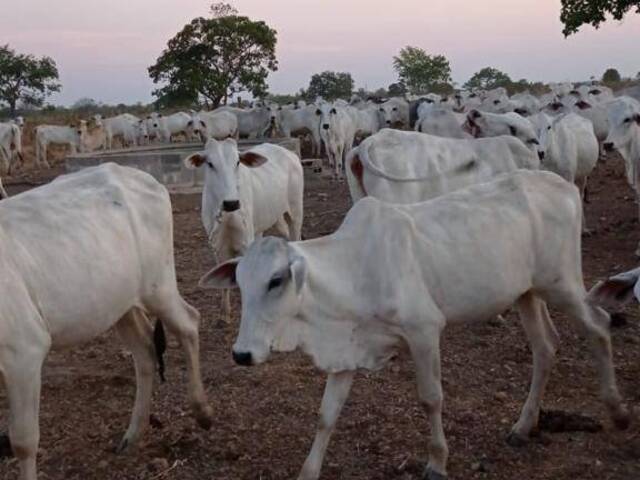 Chácara para Venda em Formoso do Araguaia - 5