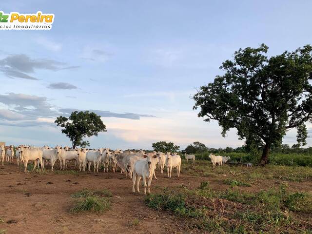 #2872 - Fazenda para Venda em Mirador - MA - 2