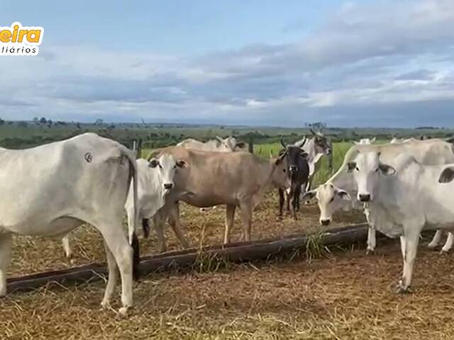 Fazenda para Venda em Camapuã - 4