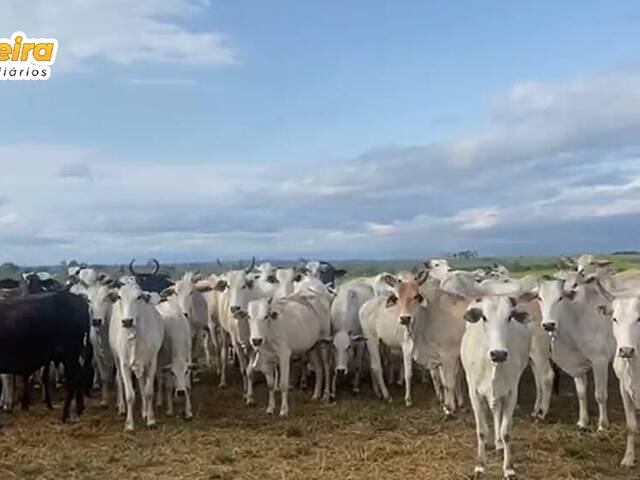 #2873 - Fazenda para Venda em Camapuã - MS - 1