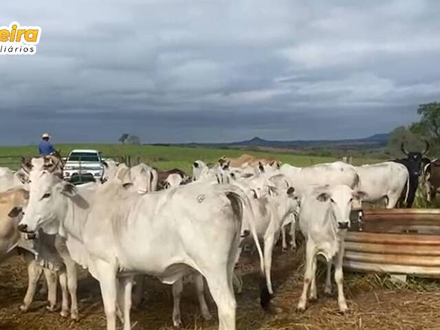 #2873 - Fazenda para Venda em Camapuã - MS - 3