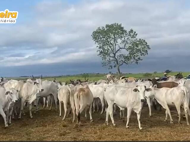 #2873 - Fazenda para Venda em Camapuã - MS - 2