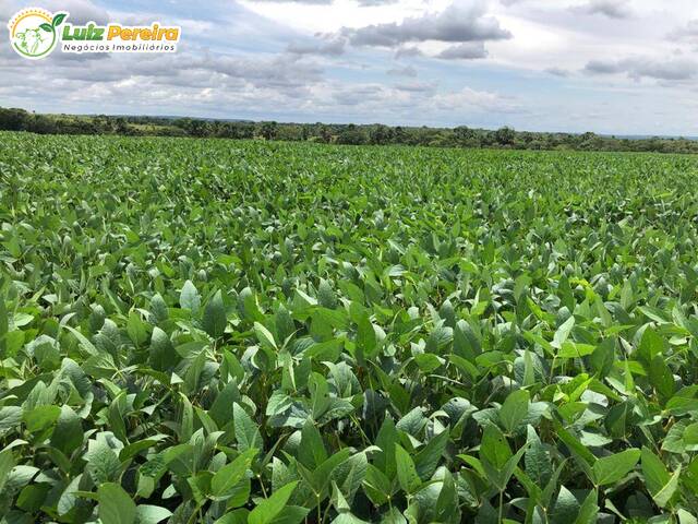 Fazenda para Venda em Abreulândia - 4