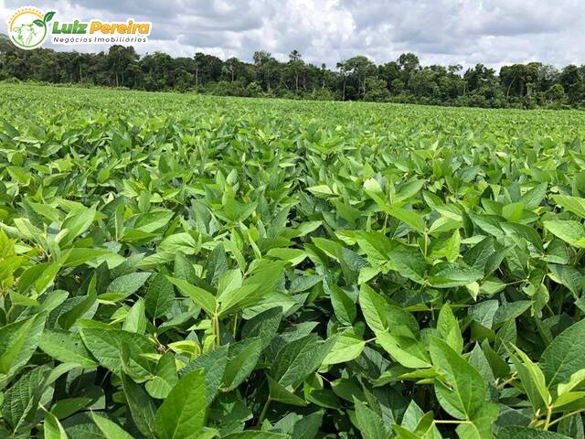 Fazenda para Venda em Abreulândia - 5