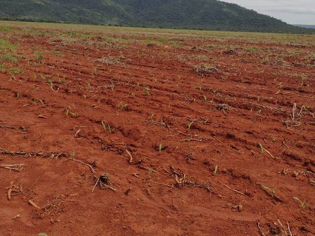 Fazenda para Venda em Brejinho de Nazaré - 4