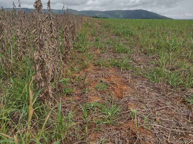 #2878 - Fazenda para Venda em Brejinho de Nazaré - TO - 3