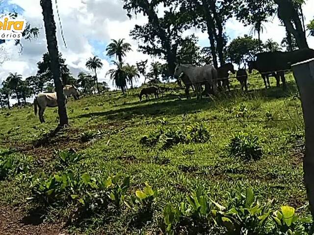 Fazenda para Venda em Feira Nova do Maranhão - 4