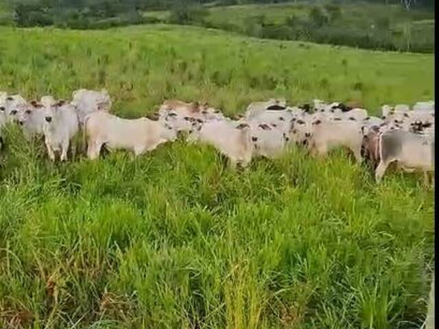 #2888 - Fazenda para Venda em Jacundá - PA - 3