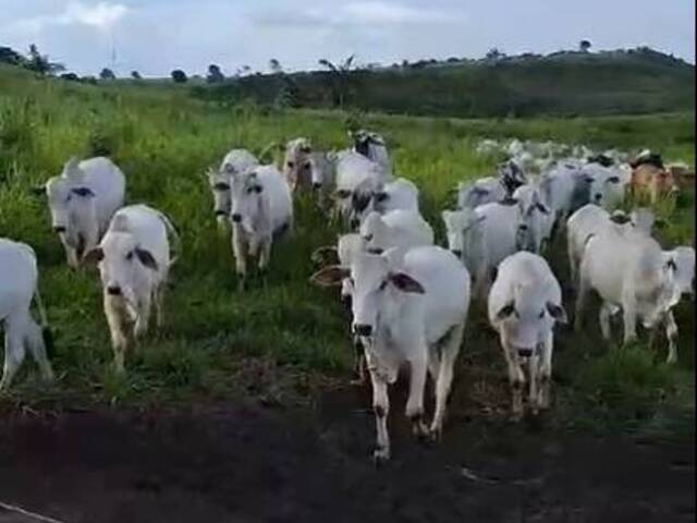 #2888 - Fazenda para Venda em Jacundá - PA - 2