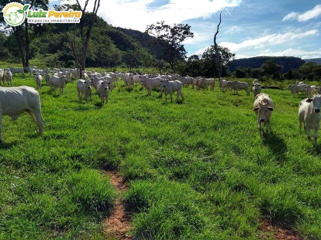 Fazenda para Venda em Rondonópolis - 5