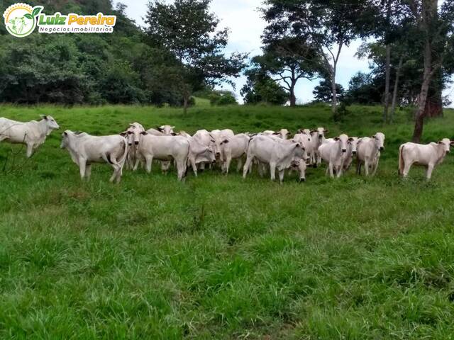 #2891 - Fazenda para Venda em Rondonópolis - MT