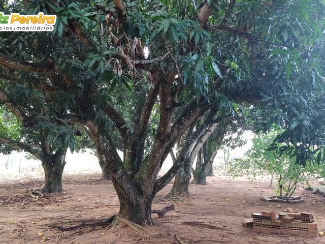 Fazenda para Venda em Paraíso das Águas - 4