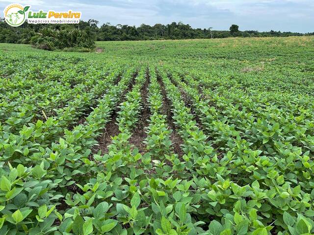 #2903 - Fazenda para Venda em Aparecida do Rio Negro - TO - 1
