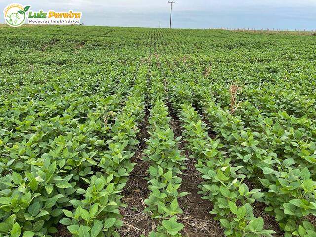 Fazenda para Venda em Aparecida do Rio Negro - 5