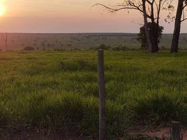#2905 - Fazenda para Venda em Sonora - MS - 2