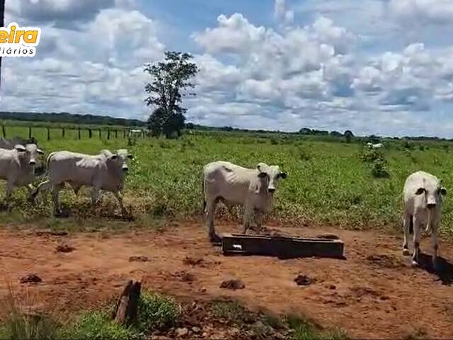 Fazenda para Venda em Abreulândia - 4