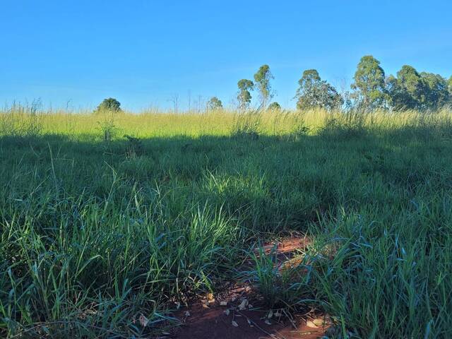 Chácara para Venda em Rio Verde de Mato Grosso - 4