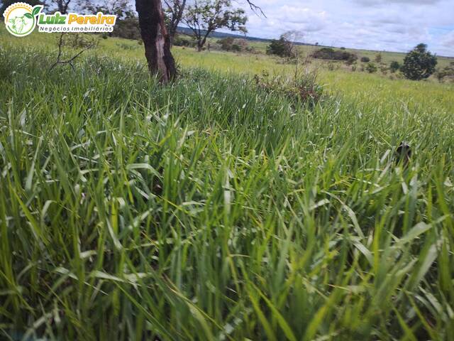 Fazenda para Venda em São Gabriel do Oeste - 5