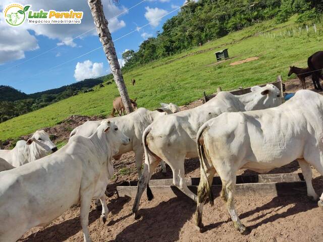 Fazenda para Venda em São Gabriel do Oeste - 4