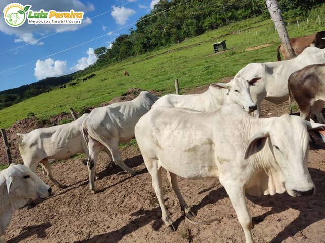 Fazenda para Venda em São Gabriel do Oeste - 5
