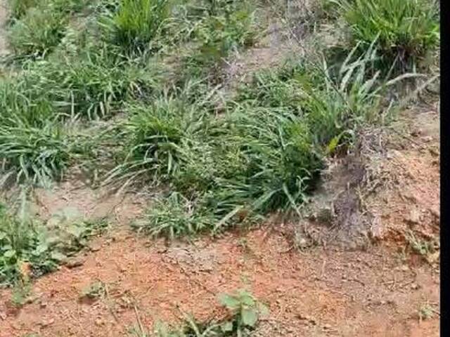 Fazenda para Venda em Goianésia do Pará - 5