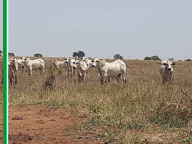 Fazenda para Venda em Santa Vitória - 4