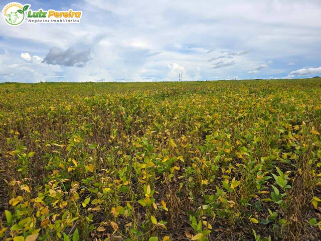 Fazenda para Venda em Sítio Novo - 5