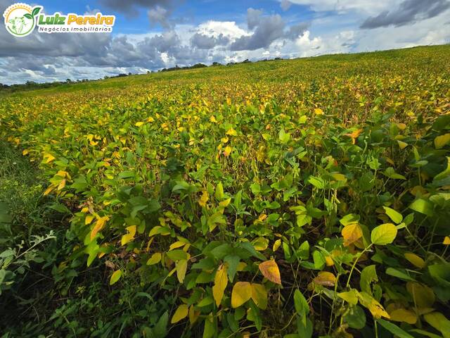 Fazenda para Venda em Sítio Novo - 4