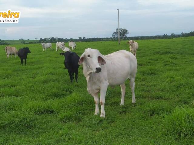 Fazenda para Venda em Abreulândia - 5
