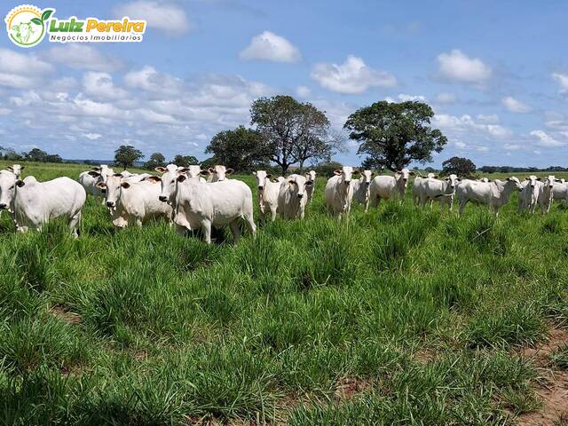 Fazenda para Venda em Abreulândia - 4