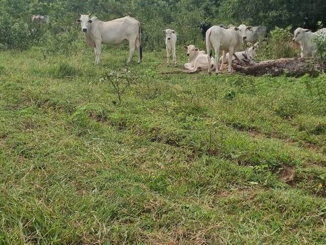 Fazenda para Venda em Coxim - 4