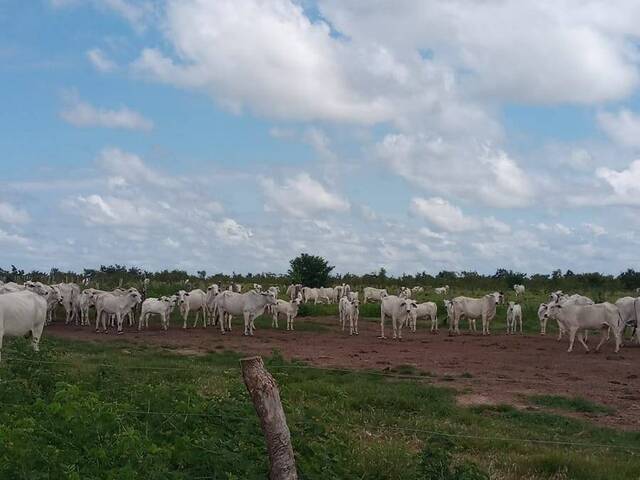 Fazenda para Venda em Sambaíba - 4