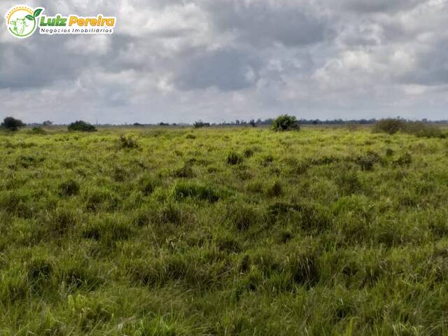 Fazenda para Venda em Bom Jesus - 5