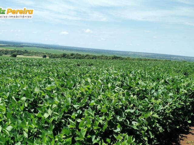 #3000 - Fazenda para Venda em Portel - PA - 2