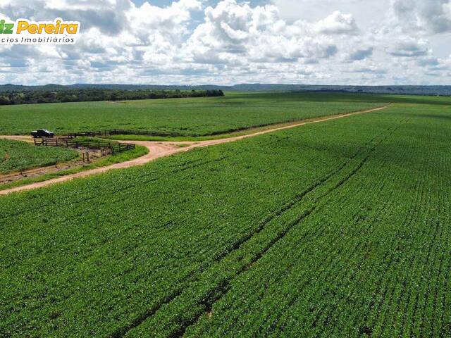 Fazenda para Venda em Tesouro - 5