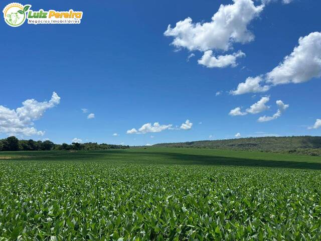 Fazenda para Venda em Tesouro - 4