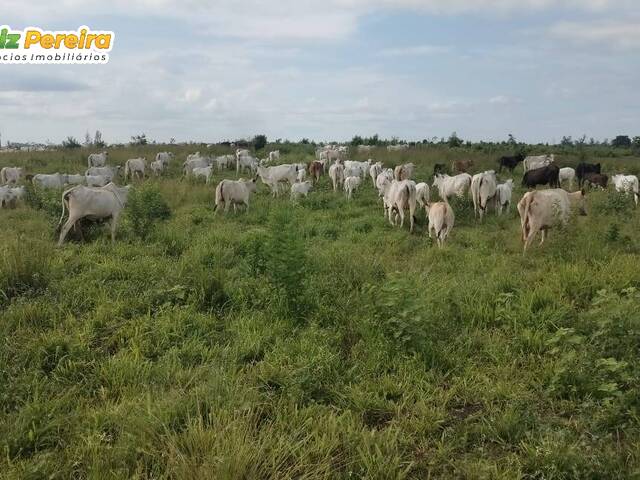 #3004 - Fazenda para Venda em Marabá - PA