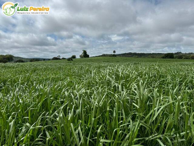 Fazenda para Venda em Campina Verde - 5