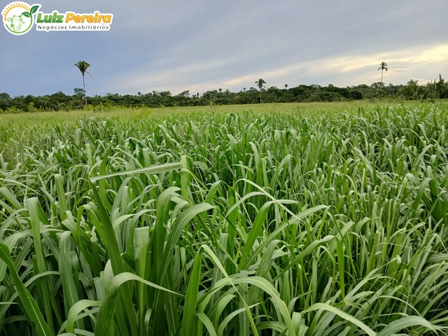 #3016 - Fazenda para Venda em Santa Fé do Araguaia - TO