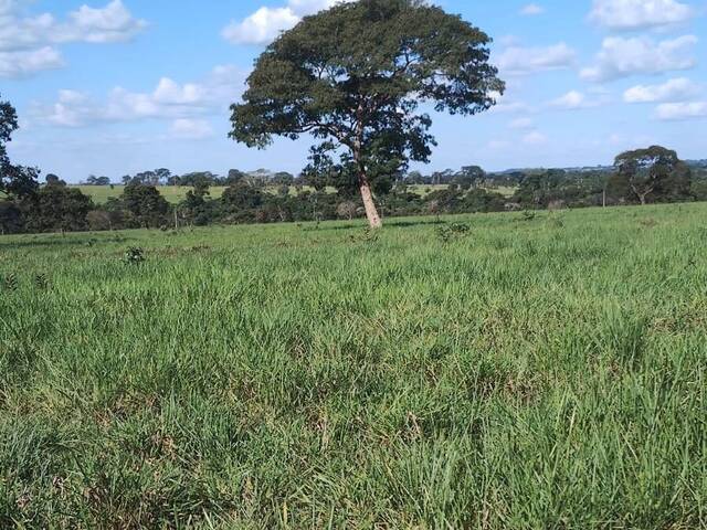 #3020 - Fazenda para Venda em Cassilândia - MS - 2