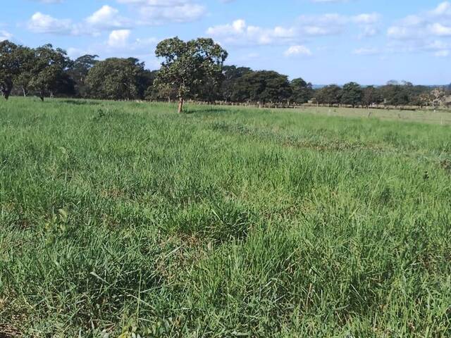 Fazenda para Venda em Cassilândia - 4